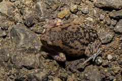 Uperodon systoma