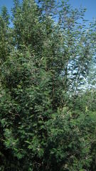 Dasineura rubiformis