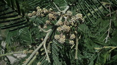Dasineura rubiformis