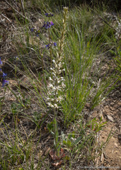 Thelypodium crispum