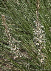 Thelypodium crispum
