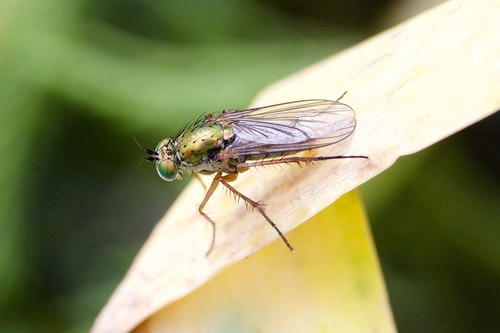 Dolichopus californicus