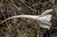 Cyrtanthus leucanthus