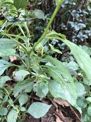 Jaltomata procumbens