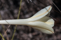 Cyrtanthus leucanthus