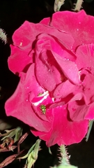 Diabrotica speciosa