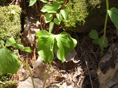 Trillium cernuum