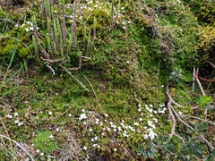 Arcytophyllum muticum