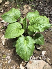 Plantago cordata