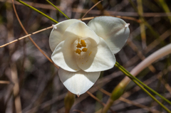 Cyrtanthus leucanthus