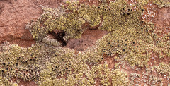 Lecanora argopholis