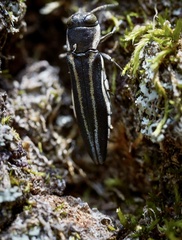Agrilus bilineatus