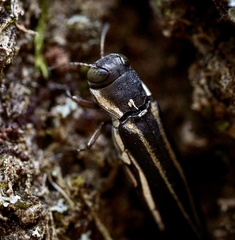 Agrilus bilineatus