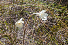 Cyrtanthus leucanthus