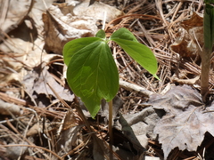 Trillium cernuum