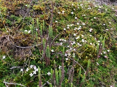 Arcytophyllum muticum