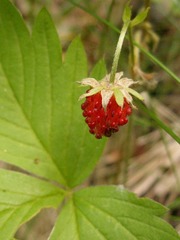 Fragaria vesca americana