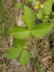 Fragaria vesca americana