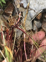 Eleocharis elliptica