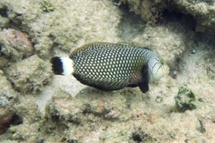 Novaculichthys