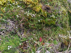 Arcytophyllum muticum