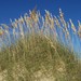 Sea Oats - Photo (c) Phillip Merritt, some rights reserved (CC BY-NC-SA)