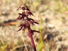 Genoplesium acuminatum
