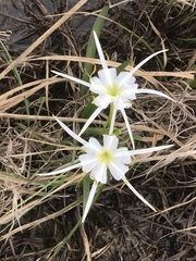 Hymenocallis liriosme