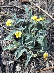 Viola pinetorum grisea