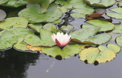 Nymphaea × marliacea