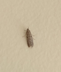 Lepidoptera