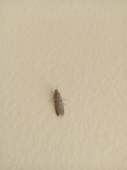 Lepidoptera