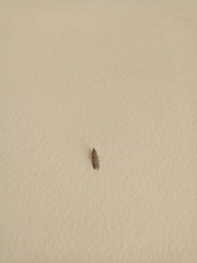 Lepidoptera