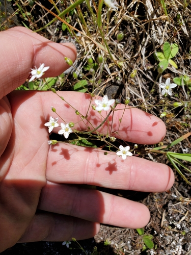 Slender Stitchwort (Sabulina macra)