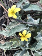 Viola pinetorum grisea