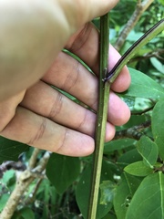Arnoglossum reniforme