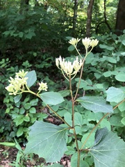 Arnoglossum reniforme