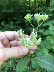 Arnoglossum reniforme