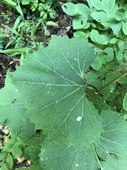 Arnoglossum reniforme