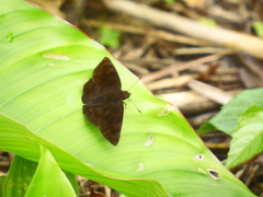 Nisoniades