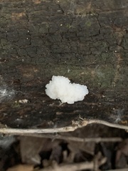 Fuligo septica candida