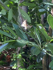 Graphium agamemnon agamemnon