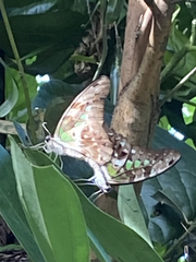 Graphium agamemnon agamemnon