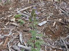 Phacelia franklinii