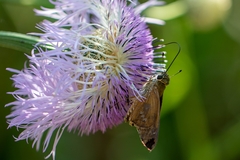 Calpodes ethlius