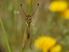 Libelloides ictericus