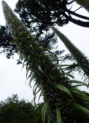Echium pininana