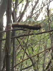 Lymantria dispar dispar