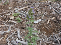 Phacelia franklinii