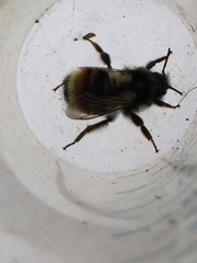 Bombus vancouverensis vancouverensis